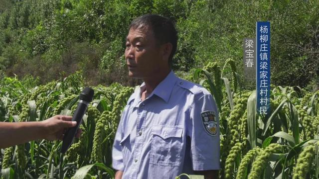 杨柳庄镇新领导团队引领未来，开启发展新篇章